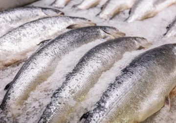 salmon fish on ice